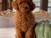 Sakarya Toy Poodle