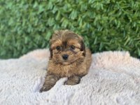Erkek dişi mevcut maltipoo güzellikler