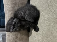 Tek doğan dişi scottish fold yavrum sahiplendirmek istiyorum