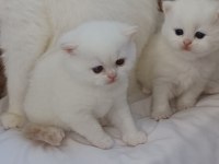 British longhair shorthair yavrular