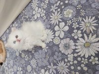 British Longhair Prenses Hazır