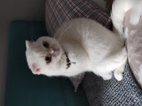 Erkek kedimi sahiplendirmek istiyorum
