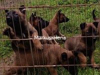 Şecereli Malinois Köpekler