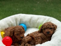 Toy Poodle Yavrular