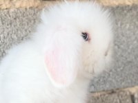 Orijinal Irk Hollanda Teddy Lop Tavşanları