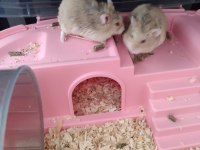 İki adet cüce hamster