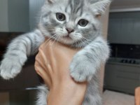 2 aylık tatlı ve oyuncu British Shorthair teslime hazır