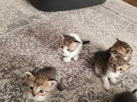 Ücretsiz sahiplendirme kediler
