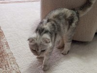 Çok uyguna scottish fold ilk gelen alır