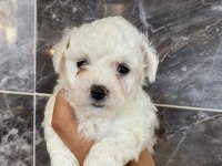 Orjinal kar beyaz bichon frise yavrular 
