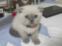 Masmavi gözlü blue point scottish fold dişi yavru