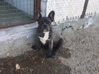 French bulldog fırsatını kaçırma