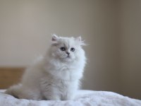 British longhair full şecereli safkan dişi