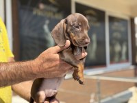 Çok özel safkan mini dachshund yavrumuz