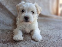 Maltese terrier
