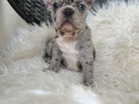 A KALİTE ERKEK VE DİŞİ FRANSIZ BULLDOG YAVRULARIMIZ