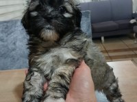 Terrier yavruları 2 erkek ve 1 dişi