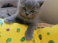 Sahibinden british blue point yavrular