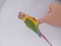 Satılık El Besleme Full Evcil Pineapple Conure Papağanı