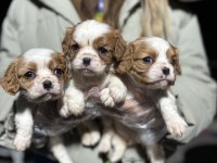 Cavalier king charles yavrularım