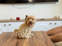 ÇOK SAĞLIKLI MALITPOO BEBEKLER 