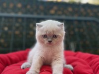 Biblo scottish fold blue point yavrular