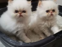 SAFKAN İRAN KEDİSİ 45 GÜNLÜK REZERVEYE AÇIK