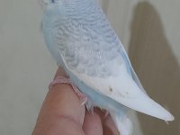 40-45 GÜNLÜK ARASI RENK GÜZELİ 5 BEBEK