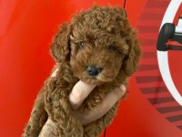 Erkek ve Dişi Toy Poodle yavrular Kore kan