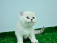 PAMUK GİBİ SİLVER BRİTİSH SHORTHAİR
