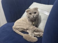 Mia 4 yaşında scottish fold güzel kızım yeni yuvasını arıyor