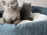 British Shorthair yavrular