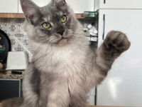 Black Silver Güzeli Ice Maine Coon