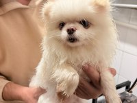 Pomeranian boo köpeği