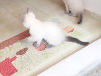Blue point british shorthair bebekler