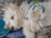 Maltese terrier 6 aylık erkek