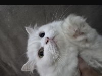 1 yaşında british longhair
