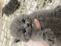 British shorthair ve longhair yavrularımıza yuva
