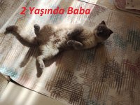 Scottish Fold 2 aylık