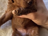 Safkan Kore Kan Toy Poodle Bebeklerimiz