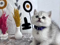 Orijinal Silver NS 1133 British Shorthair Yavrularımız
