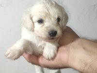 MALTİPOO YAVRULARIMIZ YENİ SAHİPLERİNİ ARİYOR