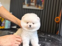 Ayıcık Surat Pomeranian