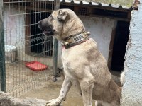 Safkan kangal köpeğim
