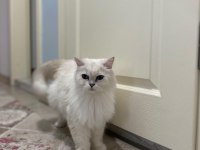 3 Yaşında Dişi British Longhair