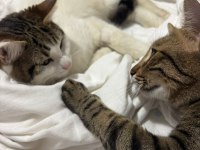 AŞILARI TAM ÜCRETSİZ SAHİPLENDİRİLİCEK UYSAL KEDİDİR