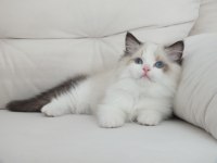 Full şecereli ragdoll yavruları