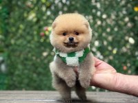 Show Kalite Pomeranian Boo Yavrular