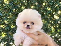 BİBLO ERKEK POMERANİAN BOO