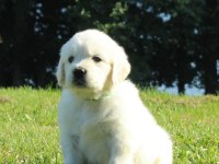 Golden Retriever Yavrular İstenirse Kapınıza Teslim